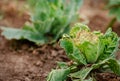 Close-up of cabbage damaged by pests. Sick cabbage leaves affected by pests and pathogenic fungi Royalty Free Stock Photo