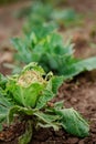 Close-up of cabbage damaged by pests. Sick cabbage leaves affected by pests and pathogenic fungi Royalty Free Stock Photo