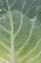 a close up of a cabbage leaf with water drops on it Royalty Free Stock Photo