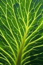 Close-up Of Cabbage Leave In Cabbage Field