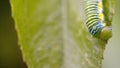 Close up of a cabbage moth caterpillar