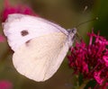 Close up of a cabbage white butterfly Royalty Free Stock Photo