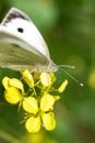 Close up of Cabbage White Butterfly pollinating a Wildflower during Spring