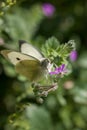 Close up of Cabbage White Butterfly pollinating a Wildflower during Spring