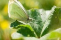 Close up of Cabbage White Butterfly searching for Wildflowers during Spring