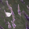 Close up of a Cabbage white butterfly (Pieris rapae) sitting on a beautiful lavender flower Royalty Free Stock Photo