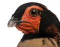 Close-up of Cabot`s Tragopan, Tragopan caboti