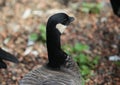 Cackling goose