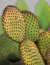 Close up of cactaceae opuntia Royalty Free Stock Photo