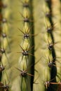 Close up on a cactus