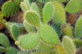 Close-up cactus