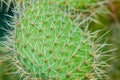 Close-up cactus