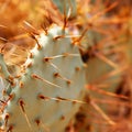 a close up of a cactus