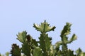 Close-up of cactus against sky.