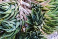 Close up of Cactus Aloe Vera growing naturally on Gran Canaria, Spain