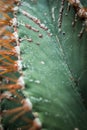 Close up of a cactus in the arid greenhouse