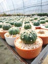 Close up of Cactus Astrophytum Asterias in the pot