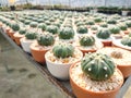 Close up of Cactus Astrophytum Asterias in the pot