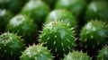A close up of a cactus background