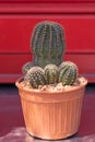 Close up cactus on pot in a garden.Cactus for home decoration on red background. Royalty Free Stock Photo