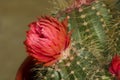 Close up of cactus blossom