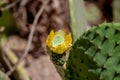 Close up from a cactus blossom with butterfly Royalty Free Stock Photo