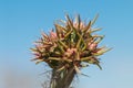 Close up of cactus buds Royalty Free Stock Photo