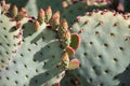 Close up of cactus buds. Royalty Free Stock Photo