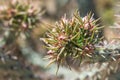 Close up of cactus buds Royalty Free Stock Photo