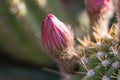 Close up of cactus buds in desert. Royalty Free Stock Photo