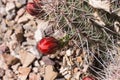 Close up of cactus buds in desert. Royalty Free Stock Photo