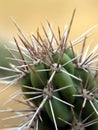 Close-up on a cactus. California.