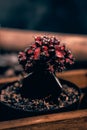 Close up of a cactus called Red Gymno.