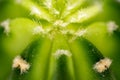 Close up of a cactus