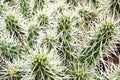 Close-up on a cactus Cylindropuntia rosea Royalty Free Stock Photo