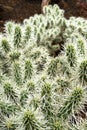 Close-up on a cactus Cylindropuntia rosea with long white thorns Royalty Free Stock Photo