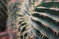 Close up Cactus in desert landscaping