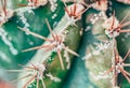 Close up cactus for detail and texture. astrophytum ornatum glabrescens macro background selective focus