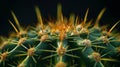 Close-up of a cactus with dew drops Royalty Free Stock Photo