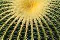 Close up of a cactus Echinocactus grusonii
