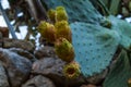 Close-up of cactus figs on Mallorca, Ballearic Islands, Spain Royalty Free Stock Photo