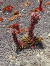 Close up of a cactus at findlingspark area in nochten