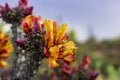 Close Up Of Vibrant Cactus Flower Blooming Royalty Free Stock Photo