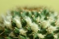 Close-up Cactus with flower