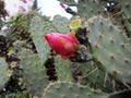 Close up of cactus flower Royalty Free Stock Photo
