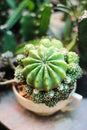Cactus flower echinopsis calochlora in white coffee cup pot at garden