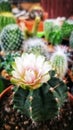 Close up of Cactus flower in the garden with natural light