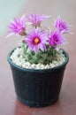 Close up of cactus flower