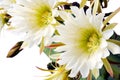 Close up of cactus flowers