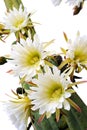 Close up of cactus flowers